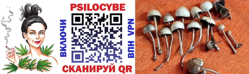 Псилоцибиновые грибы Psilocybe  Пучеж 